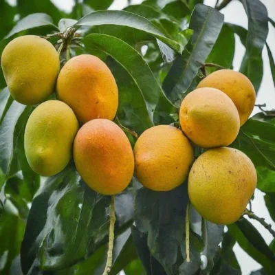 alphonso mangoes 6 pc