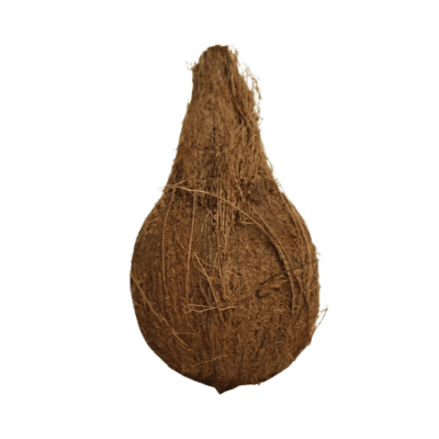 fresh whole coconut