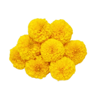 fresh yellow marigold flower 1654923237 6388716