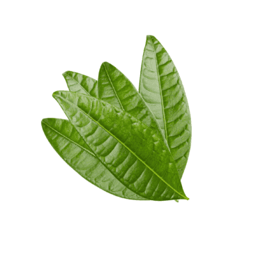 mango leaf